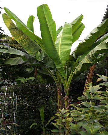 Bananas Plants